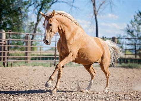 Palomino Horse Photos, Images & Pictures